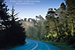 Coastal Highway 1 road winding through forest at Cambria, Central Coast, California