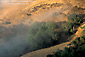 Sunrise light on golden hill, fog, and oak trees in summer, near Cambria, Central Coast, California