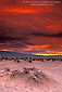 Spring storm clouds glow red at sunrise over dead roots and sand at Devils Cornfield, Death Valley National Park, California