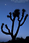 Evening light and moon over Joshua Tree, Lee Flat, Death Valley National Park, California
