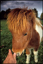 Picture: Miniature Horses at Quicksilver Ranch, Los Olivos, Santa Barbara County, California