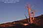 Sunset light on Bristlecone Pine, Ancient Bristlecone Pine Forest, White Mountains, California