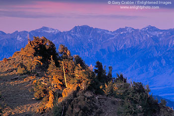 Sunrise light on Bristlecone Forset and Eastern Sierra across the Owens Valley, White Mountains, California